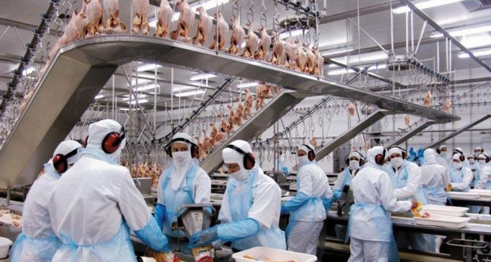 Exportações de carne de aves de MS aumentam em 25% no primeiro semestre