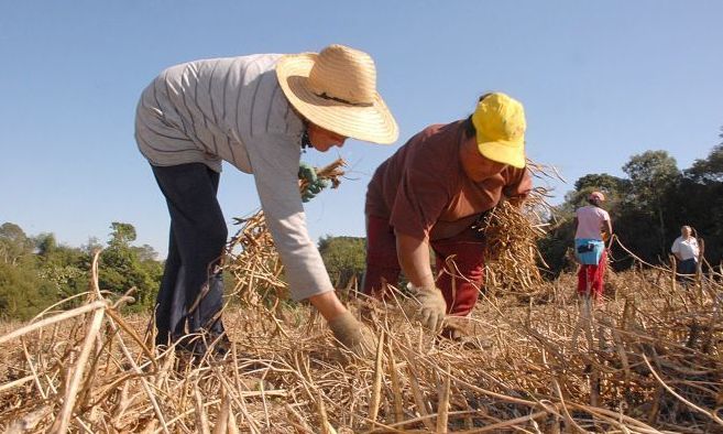 Trabalhadores rurais e o governo Bolsonaro: defesa da reforma agrária e da agricultura familiar continuam, garantem Contag e Contraf