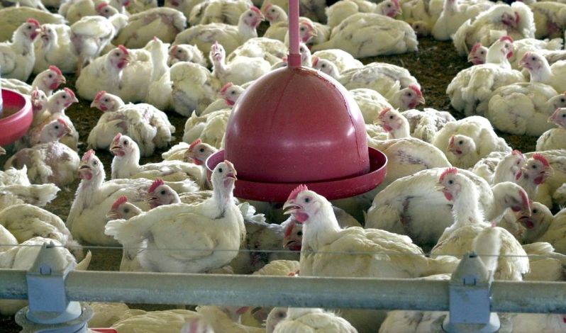 Lote de carne de frango produzido em Dourados é recolhido por contaminação de salmonella