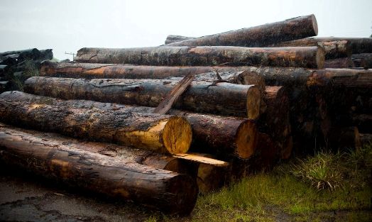 Comissão aprova permissão para produção de madeira certificada em assentamentos da reforma agrária