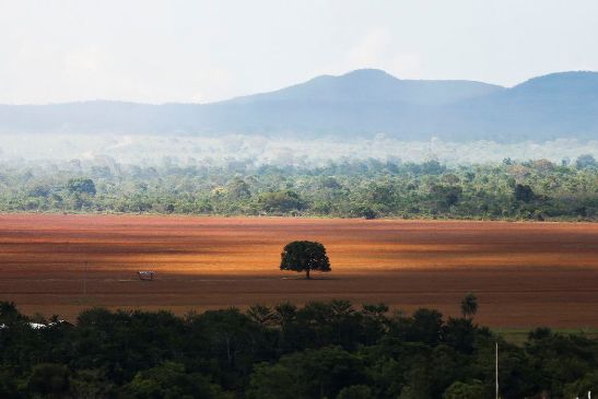 No Cerrado, 24 municípios concentram metade do desmatamento; Bioma registrou maior perda florestal dos últimos anos