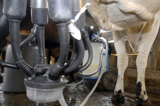 Pecuária: produção de leite sobe mas número de bovinos cai, segundo IBGE
