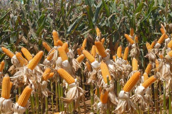MS deve colher 8,2 milhões de toneladas de milho em 2020; diminuição de área plantada e escassez de chuvas deve reduzir produção em 12,5%