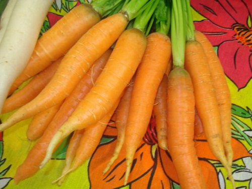 Embrapa desenvolve cenoura para produção orgânica