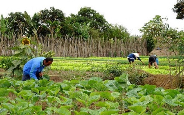 Boletim da Conab mostra altas e baixas nos preços dos produtos hortifrutigranjeiros