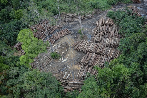 Mais de 99% dos casos de desmatamento são ilegais, afirma especialista