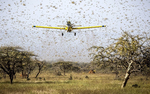 Nuvem de gafanhotos no sul pode estar relacionada ao aquecimento global