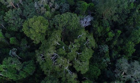 Juiz suspende decreto de Bolsonaro que transferia gestão de florestas para Ministério da Agricultura