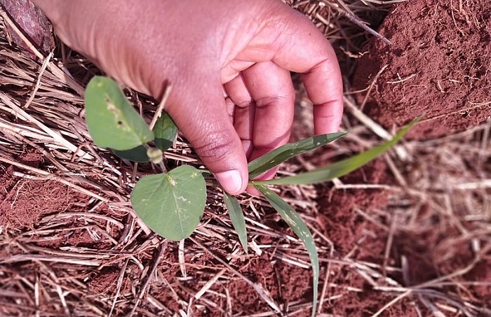 Como o MST se propõe a enfrentar o agronegócio plantando soja orgânica; agricultores de assentamento em MS semeiam 100 hectares de soja sem veneno