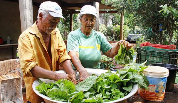 Hortas Urbanas: com apoio de projeto, casal planta horta e cria agrofloresta em área urbana de Campo Grande