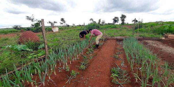 Programa de Aquisição de Alimentos estimula produção em aldeias indígenas de Mato Grosso do Sul