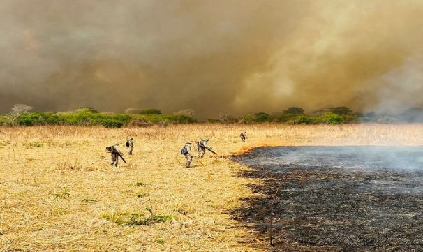 Pesquisadores da UEMS analisam fogo histórico no Pantanal