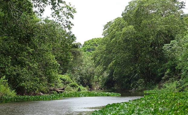 Desmatamento da Mata Atlântica em MS: deputado apresenta dados e cobra fiscalizações