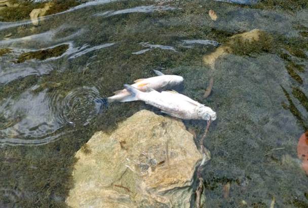 Meio Ambiente: morte de peixes no rio Salobra em Bodoquena (MS)
