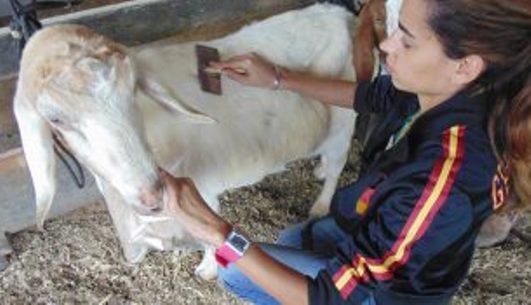 Projeto cria regra para agrônomos e veterinários atuarem como zootecnistas