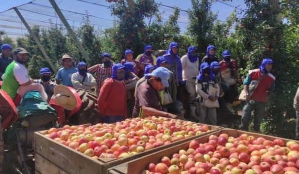 Mão de obra indígena: aumenta para 8 mil/ano a quantidade de trabalhadores indígenas de MS na colheita de maçã