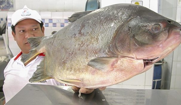 Preço dos peixes em Campo Grande: Procon encontra variação de até 130% no valor; veja a tabela