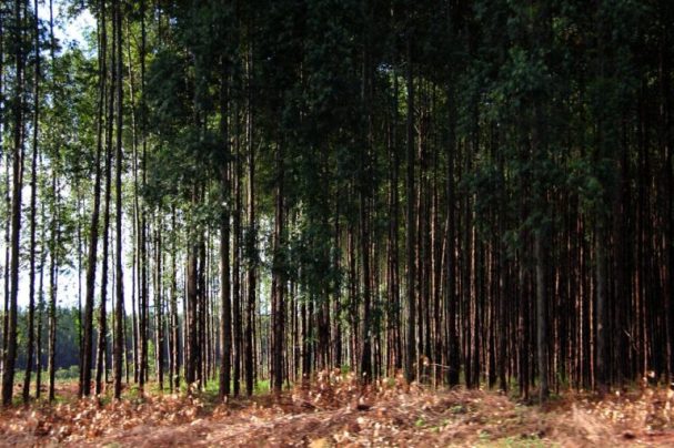 Câmara aprova exclusão de silvicultura do rol de atividades poluidoras: plantio de pinus e eucaliptos não precisará mais de licenciamento ambiental
