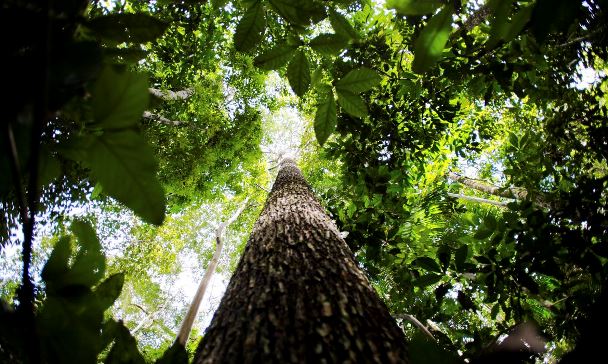 Bolsonaro muda normas de gestão de florestas públicas para “fomentar mercado de carbono”