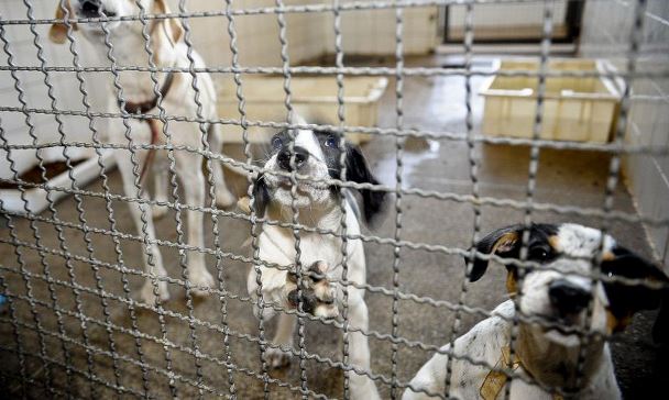 Reprodução desordenada de cães e gatos passa a ser maus-tratos contra animais: lei é aprovada pela Câmara de Campo Grande
