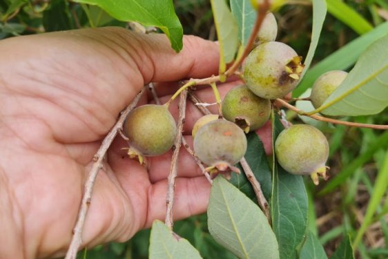 Seminário Estadual da Guavira/MS inicia nesta quinta (31) com o tema “Biodiversidade e geração de renda: caminhos para um futuro verde”