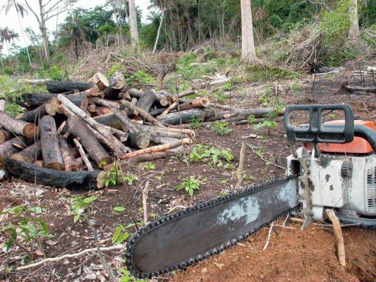 Desmatamento na Amazônia é comandado por redes criminosas, diz ONG