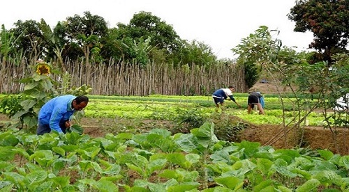 Associativismo e cooperativismo na agricultura familiar e assentamentos de Campo Grande são estimulados pelo município