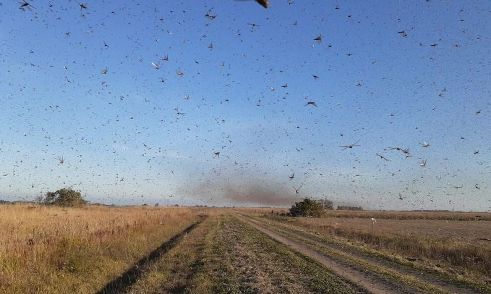 Praga de Moisés contra o Faráo do Egito: nuvem de gafanhotos volta a preocupar agricultores brasileiros