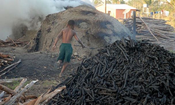 Carvoarias: deputado Herculano quer adequação da legislação ambiental de MS ao Sinaflor