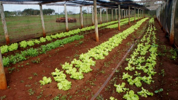 Programa de compra da agricultura familiar em Campo Grande dobra valor pago a 109 produtores