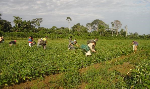 Programa de Aquisição de Alimentos será relançado por Lula: agricultores contam como melhoraram a renda e combateram a fome